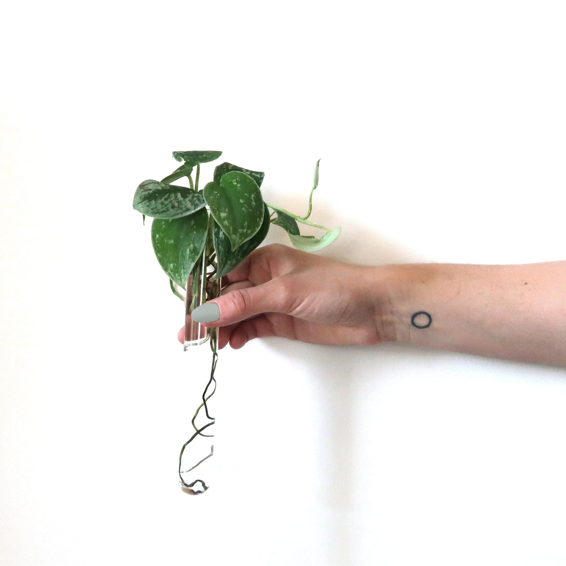 Propagation Concrete Planter Set Hooshold